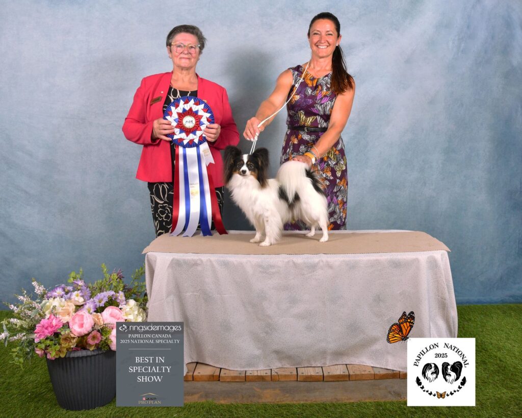 Insignia Papillon winning Best in Specialty Show