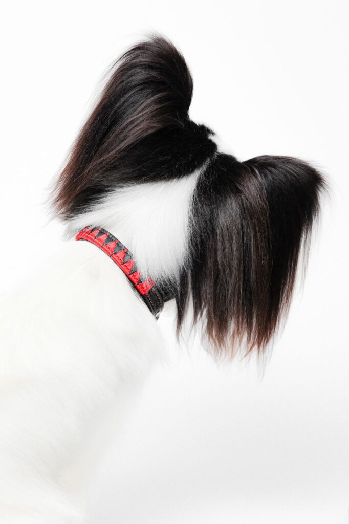 Papillon ear fringe portrait on white